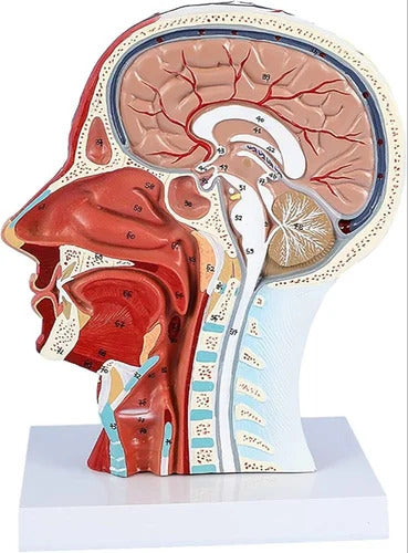 Half Head Model With Nerves and Vessels