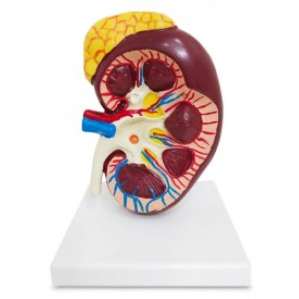 Human Kidney Model With Adrenal Gland