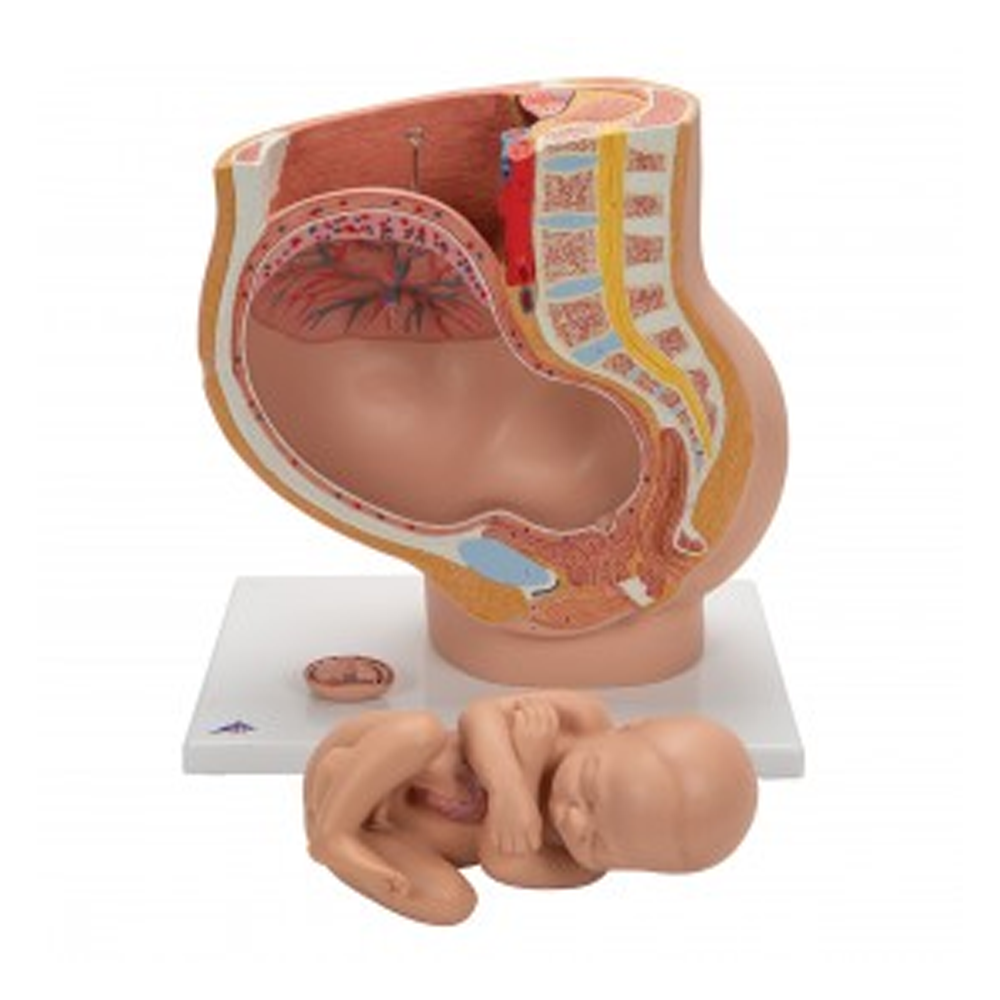 Human Pregnant Female Pelvis SectionModel (Life Size)