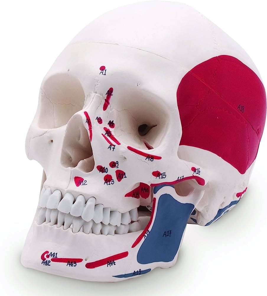 Skull With PaintedMuscles