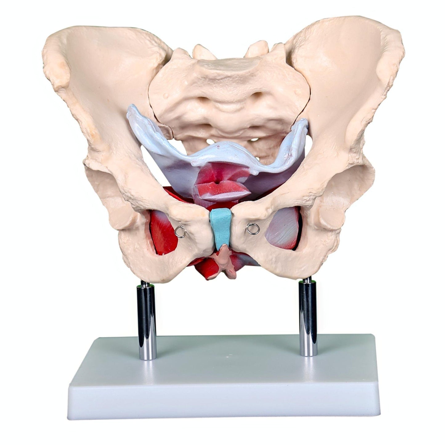 Adult Female Pelvis withMuscles and Organs