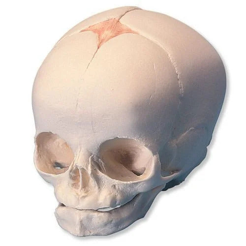 Fetal Skull