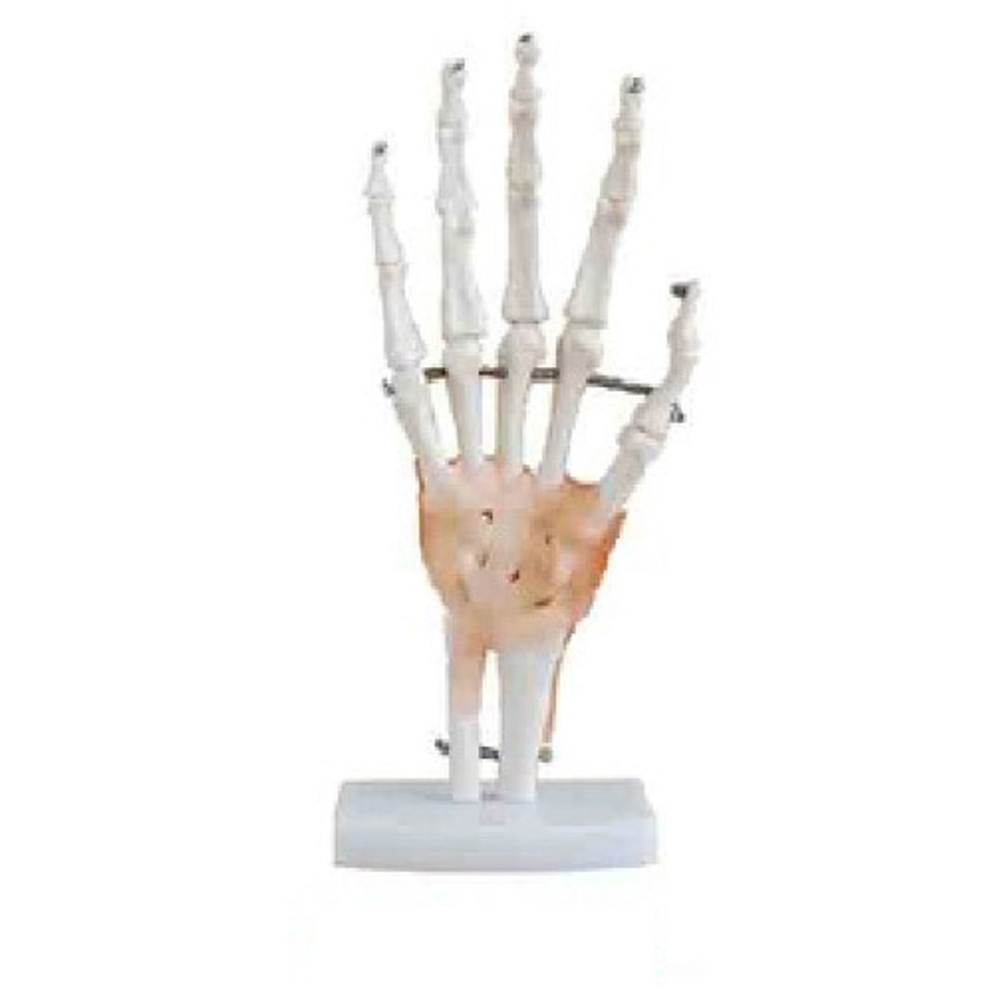 Hand Joint Model with Ligaments