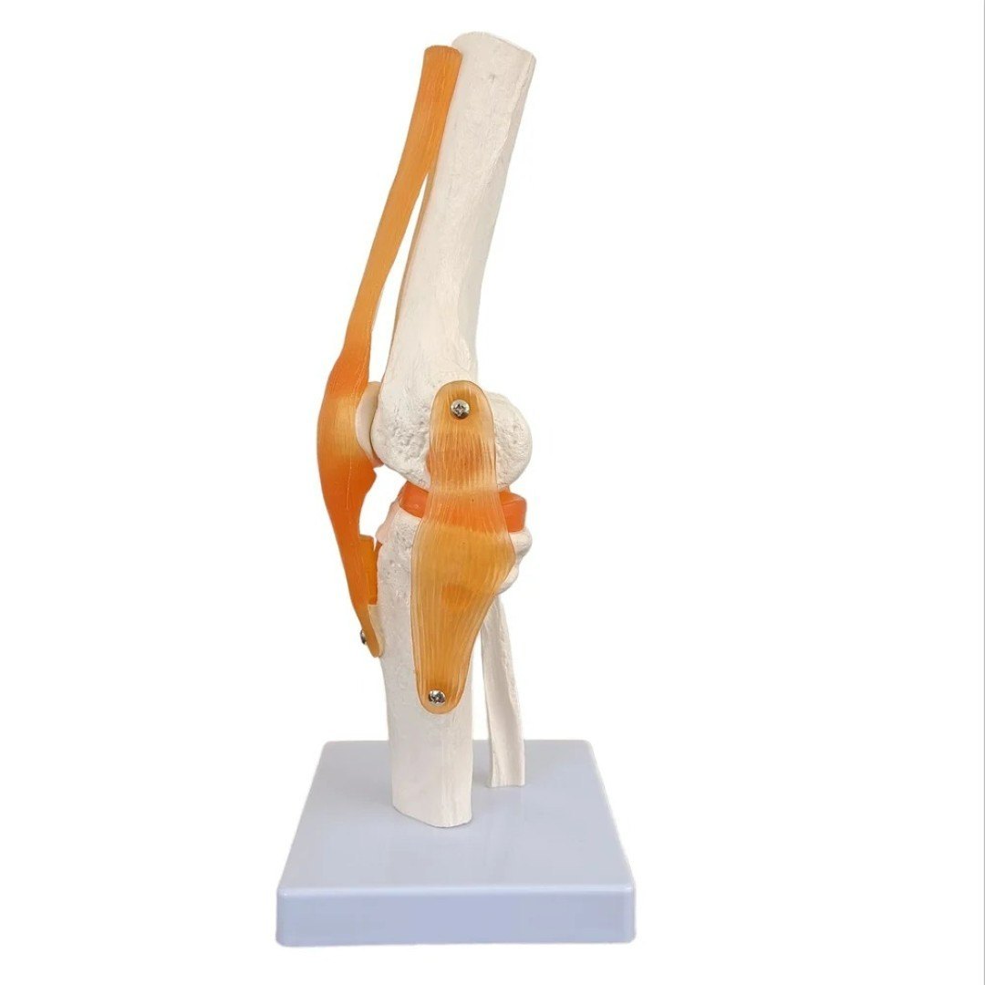 Knee Joint Model with Ligaments