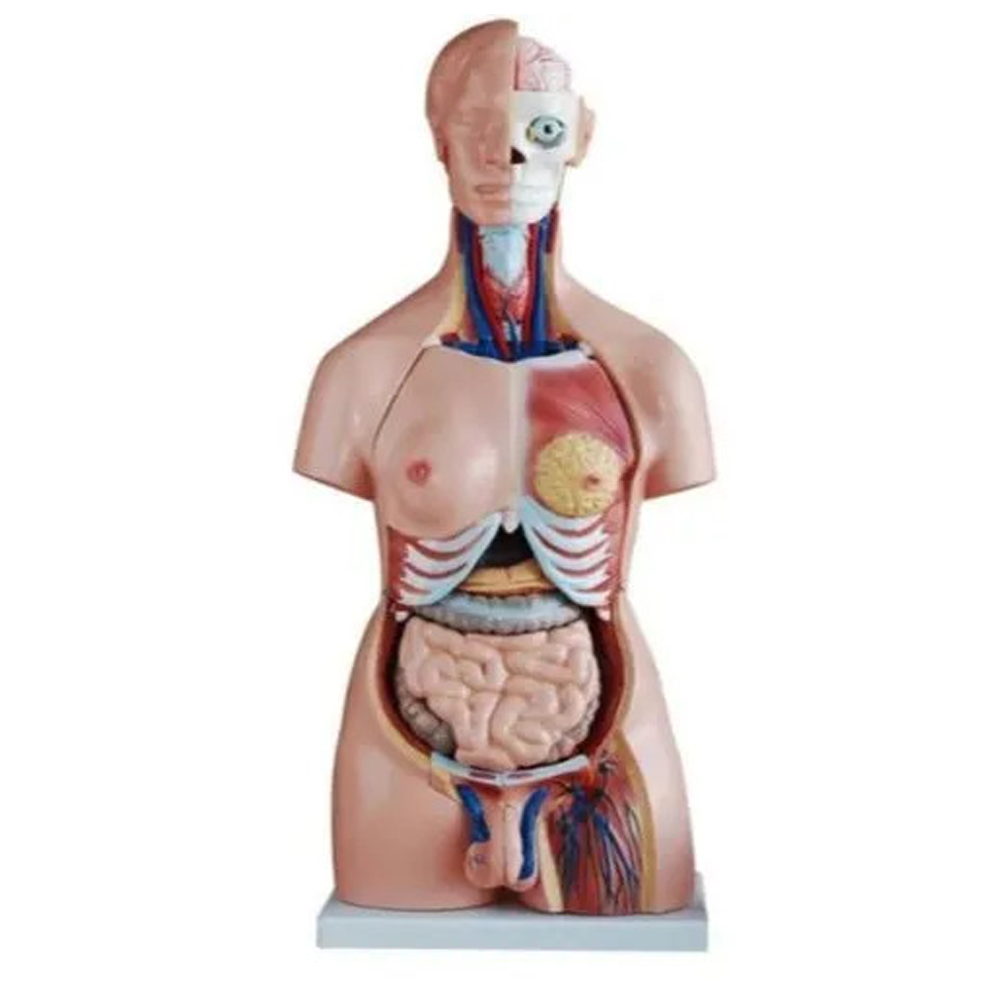 Mini Unisex Torso 50cms