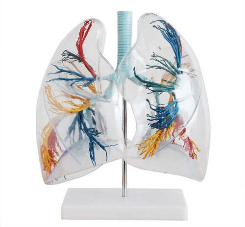 Model Of Transparent Lung Segment