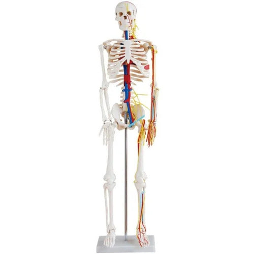 85CMS.Skeleton WithNerves And Blood Vessels