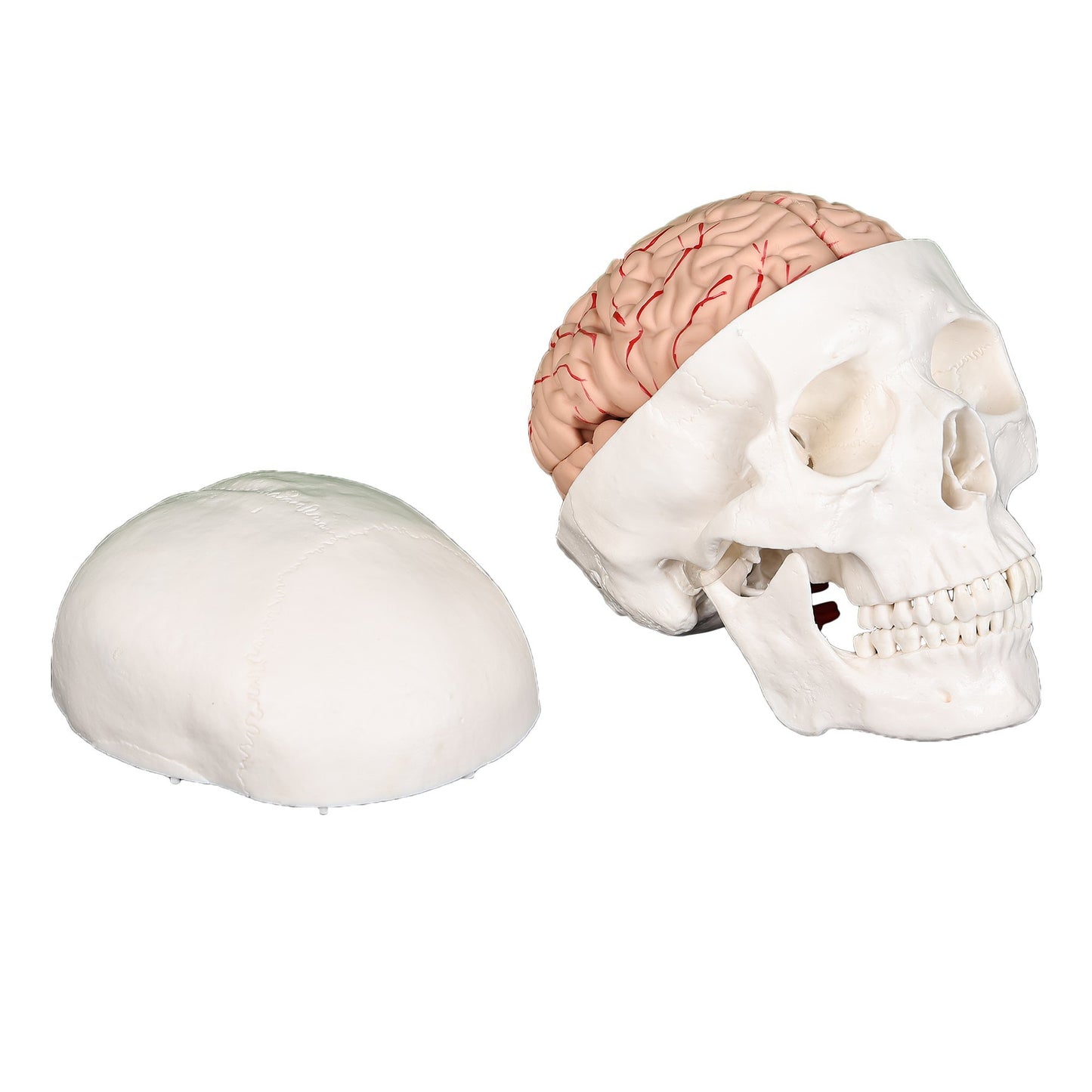 Skull With 8 PartBrain