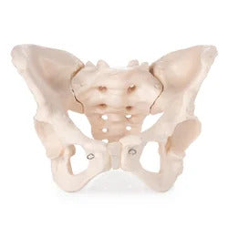 Adult Female Pelvis