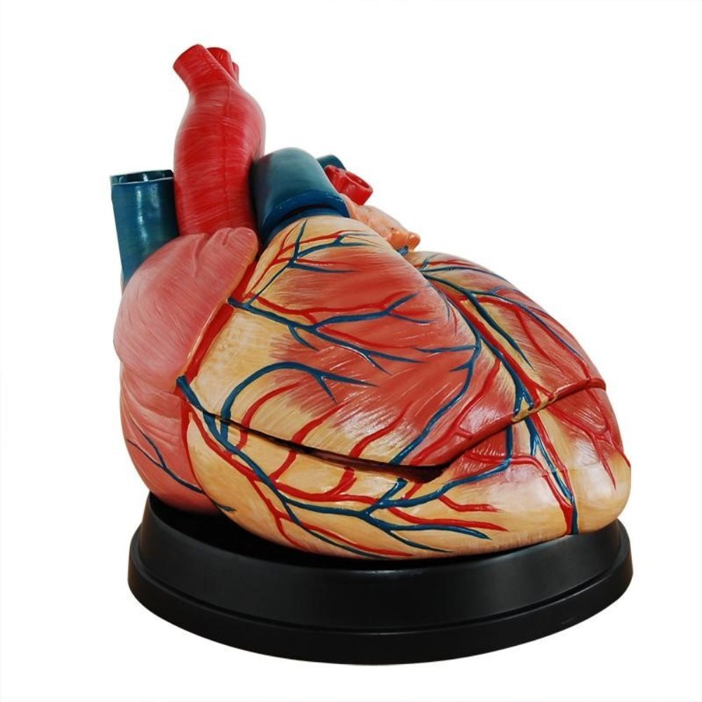 Jumbo Heart Model