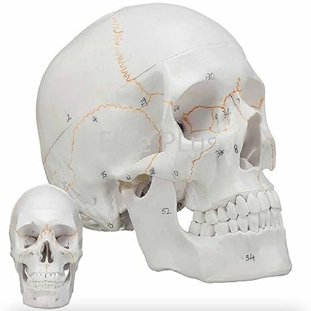 Skull With Painted Sutures & Numbers