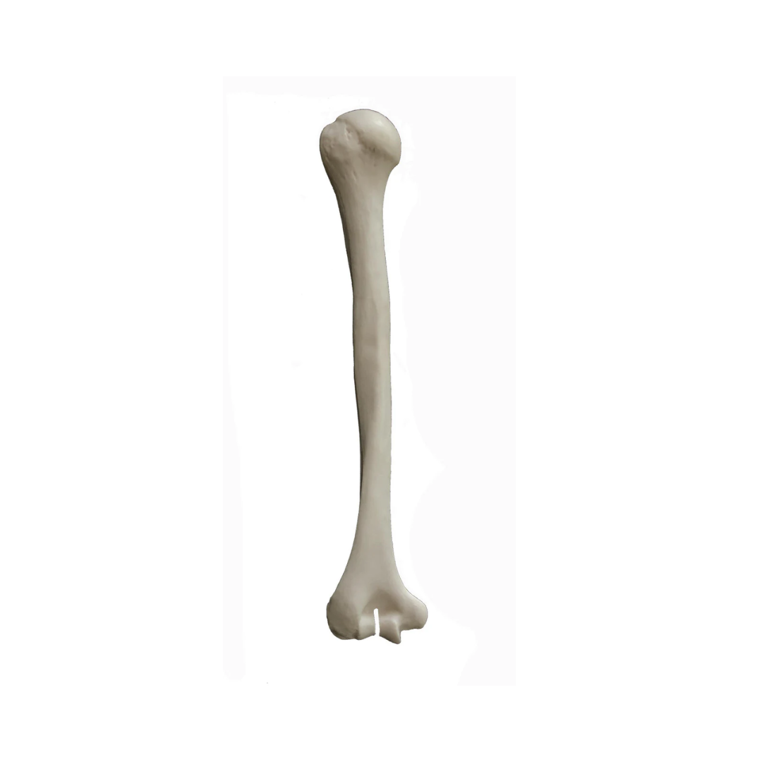 Saw Bones