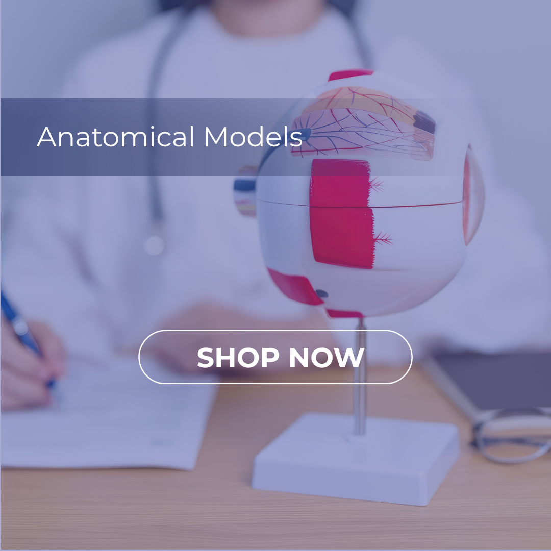 Anatomical Models