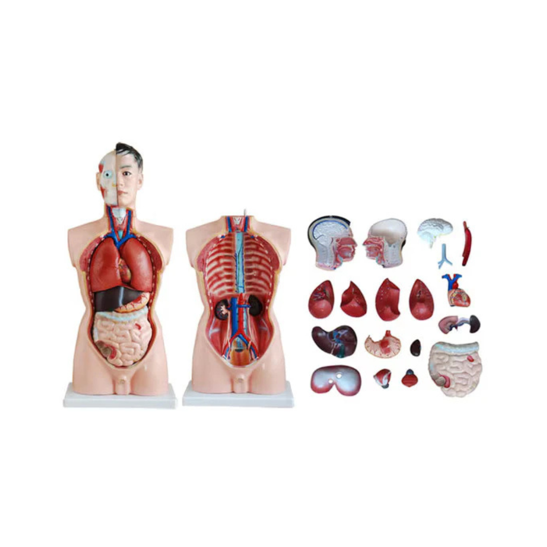 Human Tarso Model