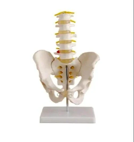 Pelvis with 5 Pcs. Lumbar Vertebrae