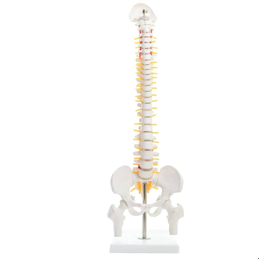 Mini Spine Model