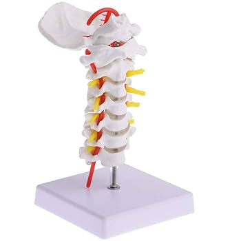 Cervical Spine with Neck Artery and Occipital Bone Model