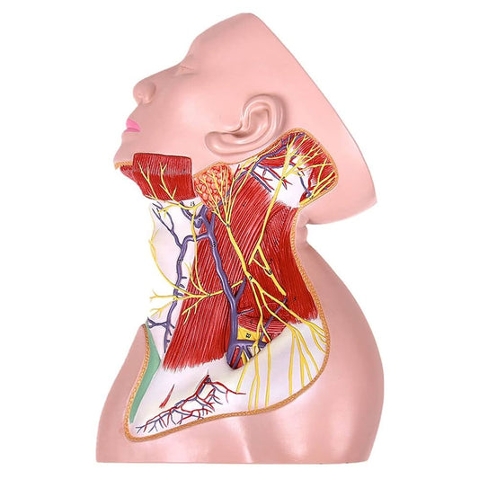 Human Neck with Muscles,Nerves, and Blood Vessels