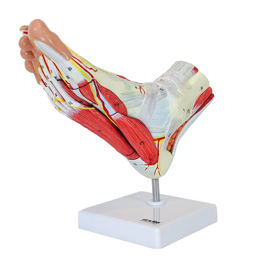 Foot with Muscles Model