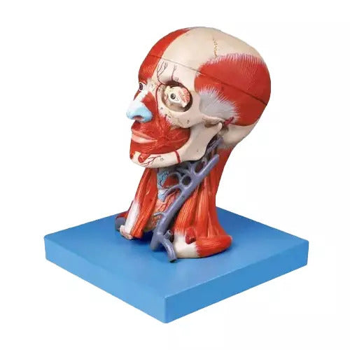 Head And Neck Muscles and Vascular Brain Model