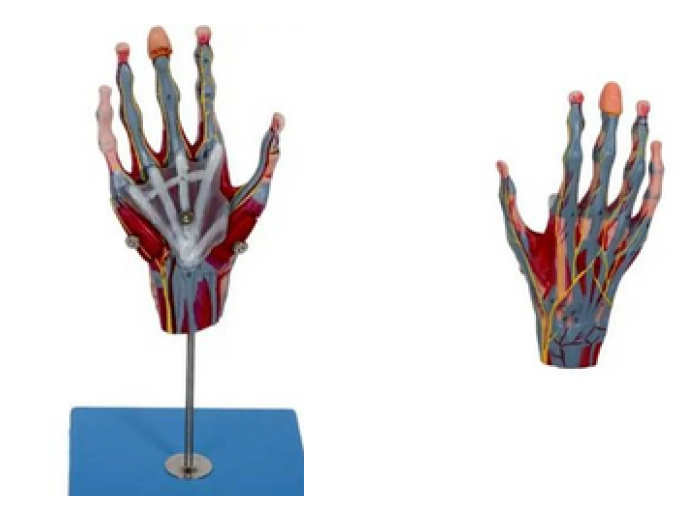 Hand with Main Vessels & Nerves