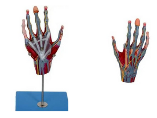 Hand with Main Vessels & Nerves