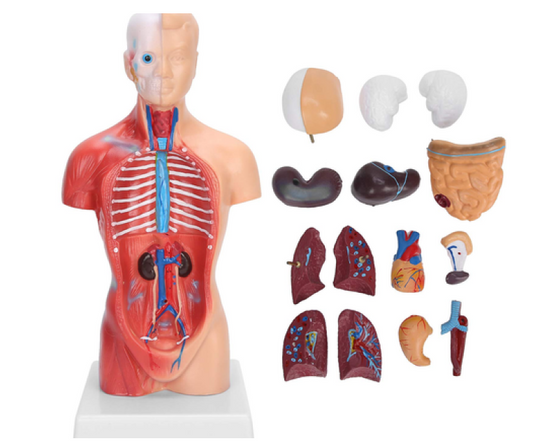 Miniature Torso 28 cms