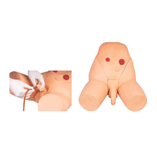 Male Catheterization Training Model General