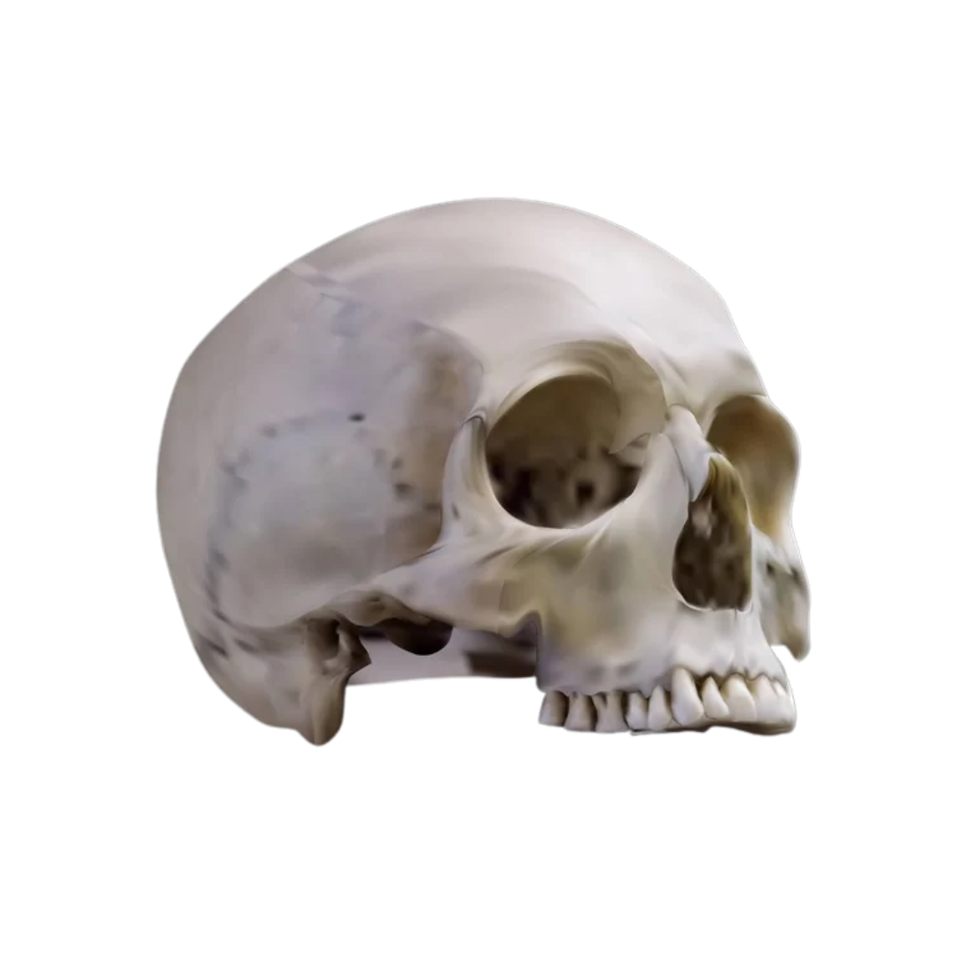 Half Skull
