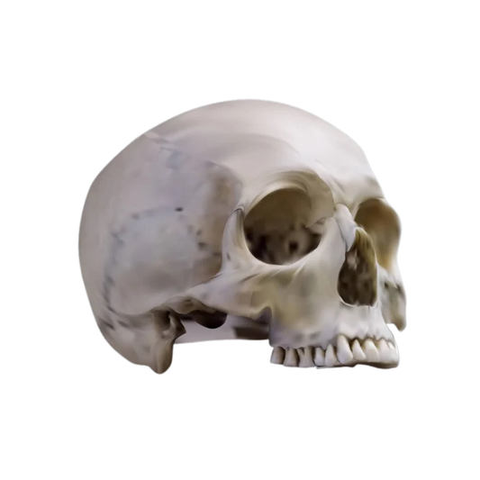 Half Skull