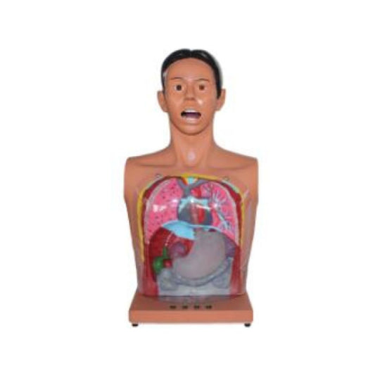 Transparent Nasal Feeding Training Manikin