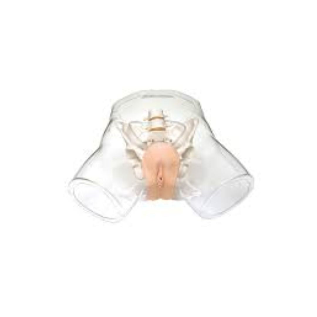 Transparent Female Catheterization Simulator