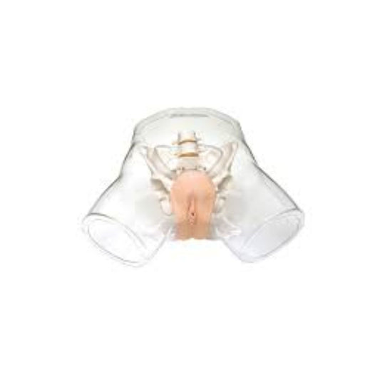 Transparent Female Catheterization Simulator
