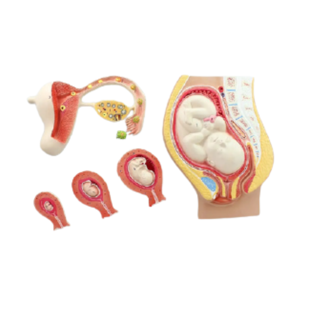Embryonic Development Process Model