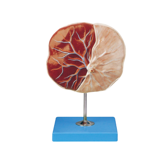 Human Placenta Model