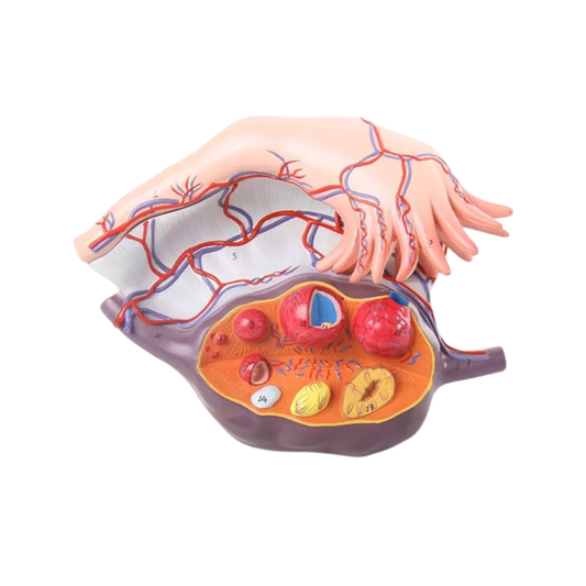 Fallopian Tube and Ovary Model