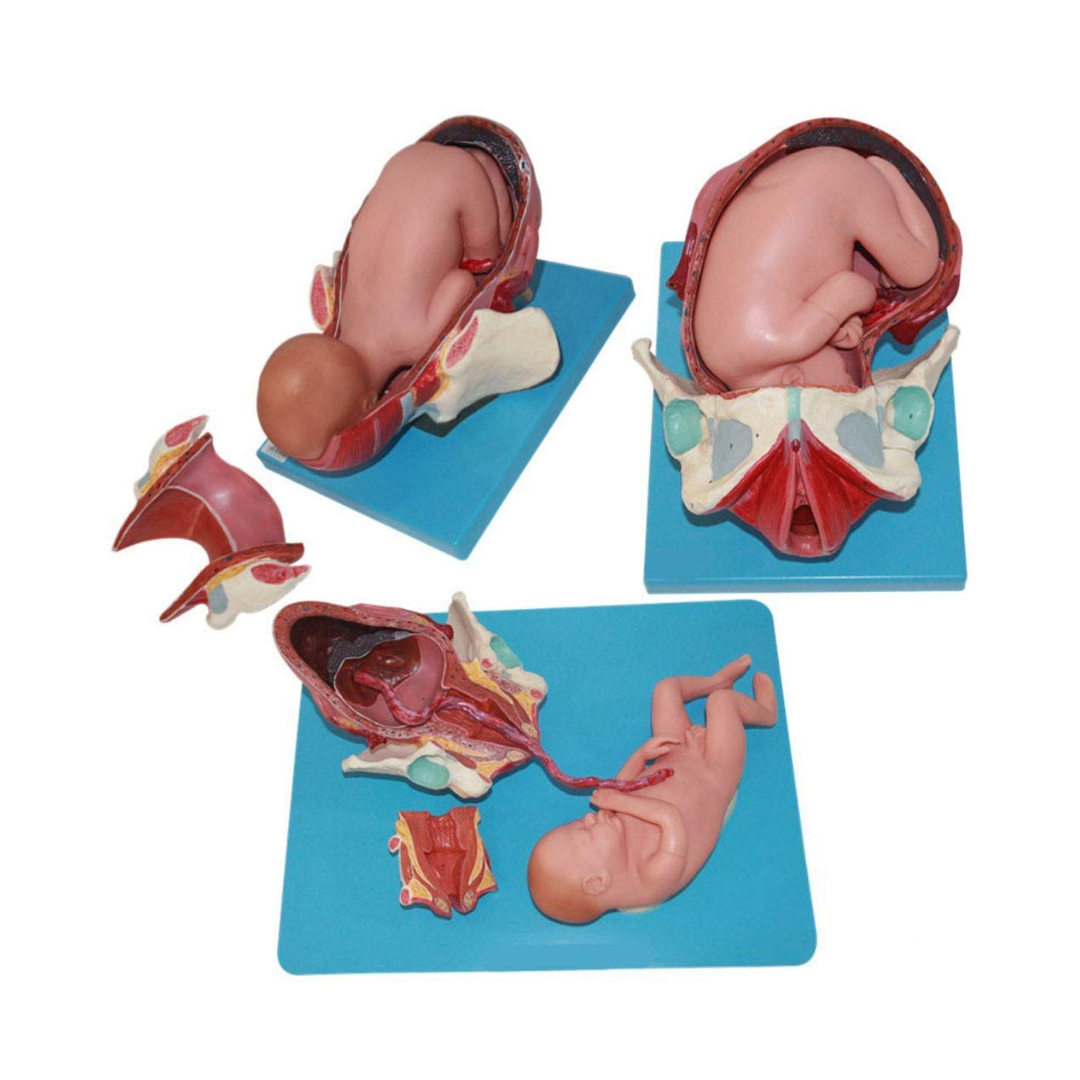 Demonstration Model of Child Birth (3 Stages)