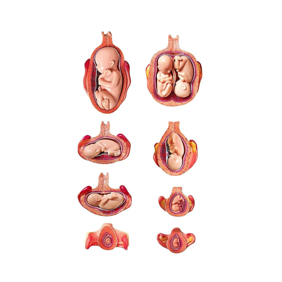 Development Process of a Fetus (Half Size)