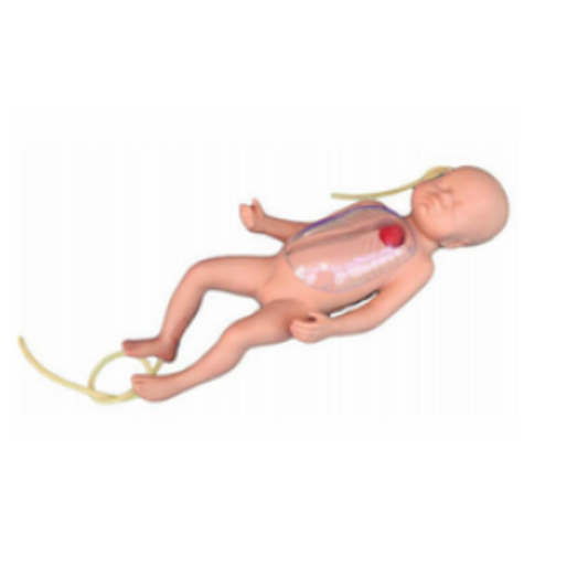 Neonatal Peripheral and Central Vein Intubation Simulator