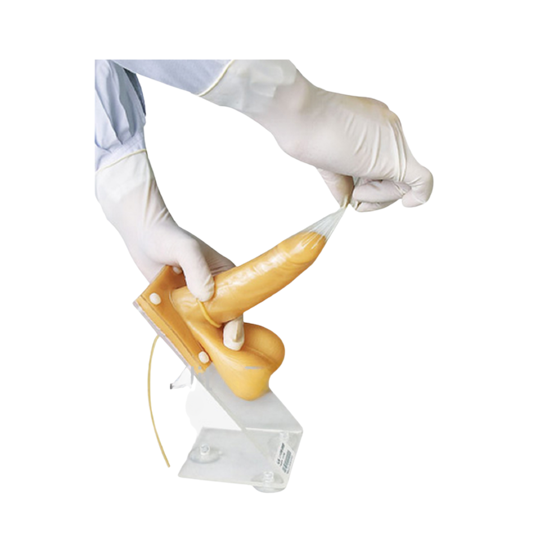 Male Condom Training Model