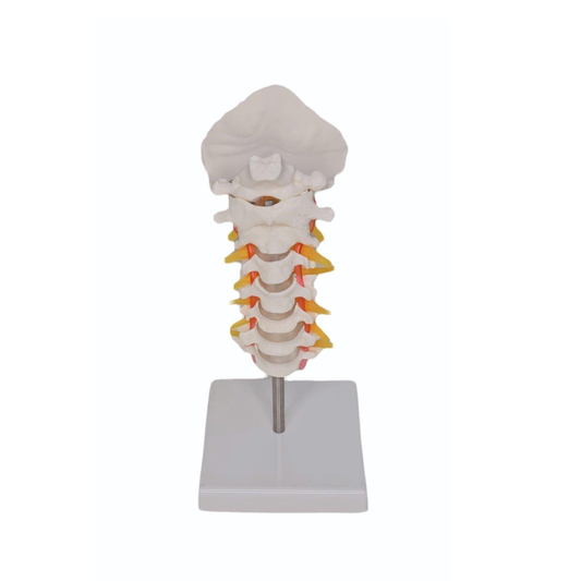 Cervical Occipital Bone
