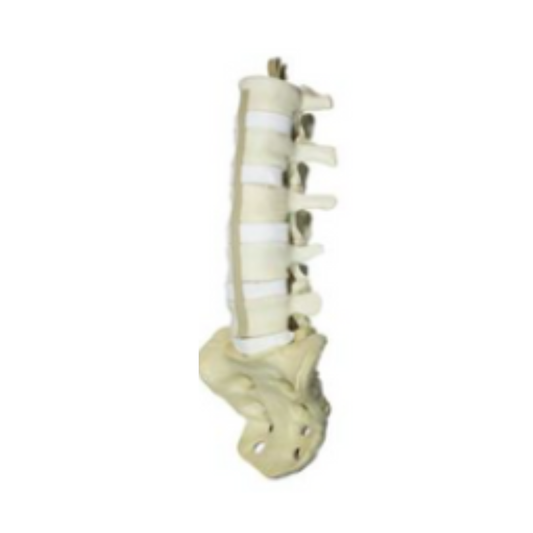 Lumbar Vertebrae Column Model