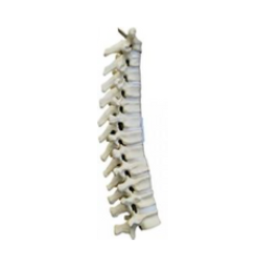 Thoracic Vertebrae Model