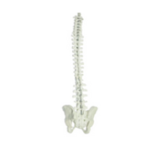 Spine Model