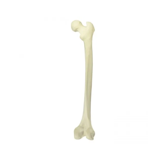 Femur