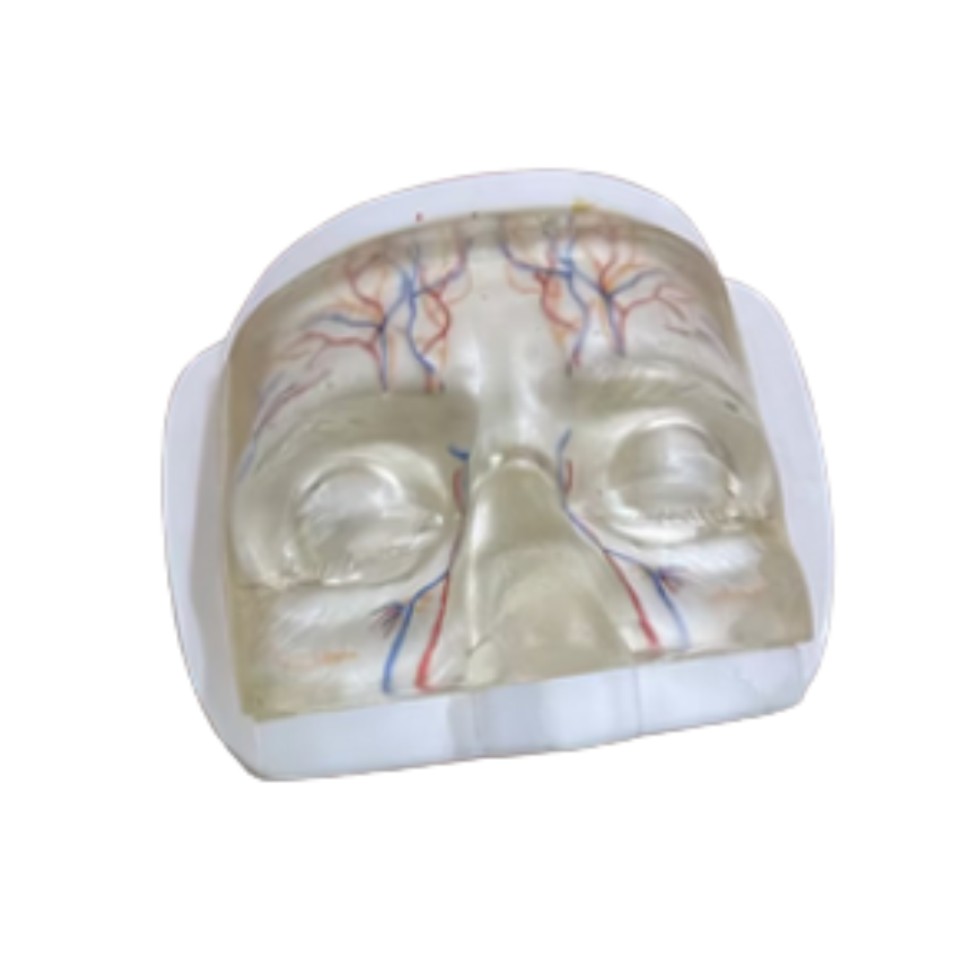 Clear Facial Injection Face Upper Face with Veins