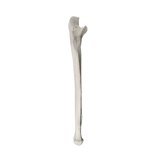 Ulna