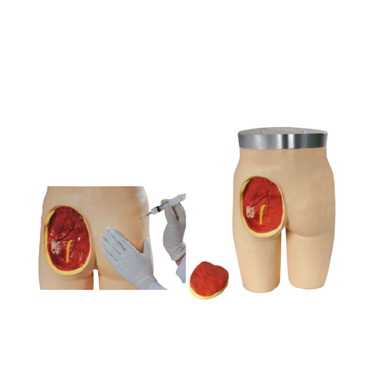 Adult Intramuscular Injection Training Maninkin