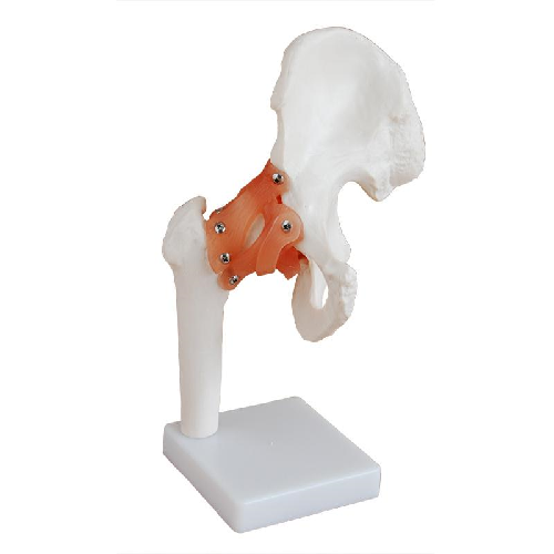 Hip Joint Model withLigaments