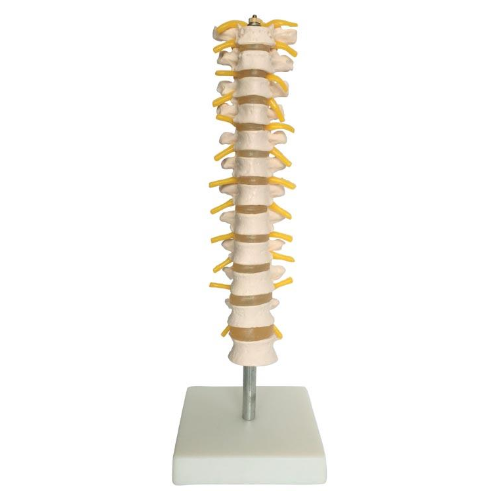 Thoracic Spinal Column